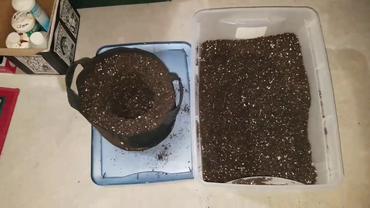 Lemon Jeffrey by Irie Genetics week 9 Arise Flower