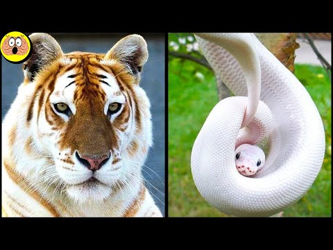 Video: De Zeldzaamste En Meest Bekende Dieren Zijn Albino's - Alternatieve Mening