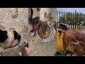 The Most Satisfying Equestrian TikToks pt. 2 // Horse Shedding