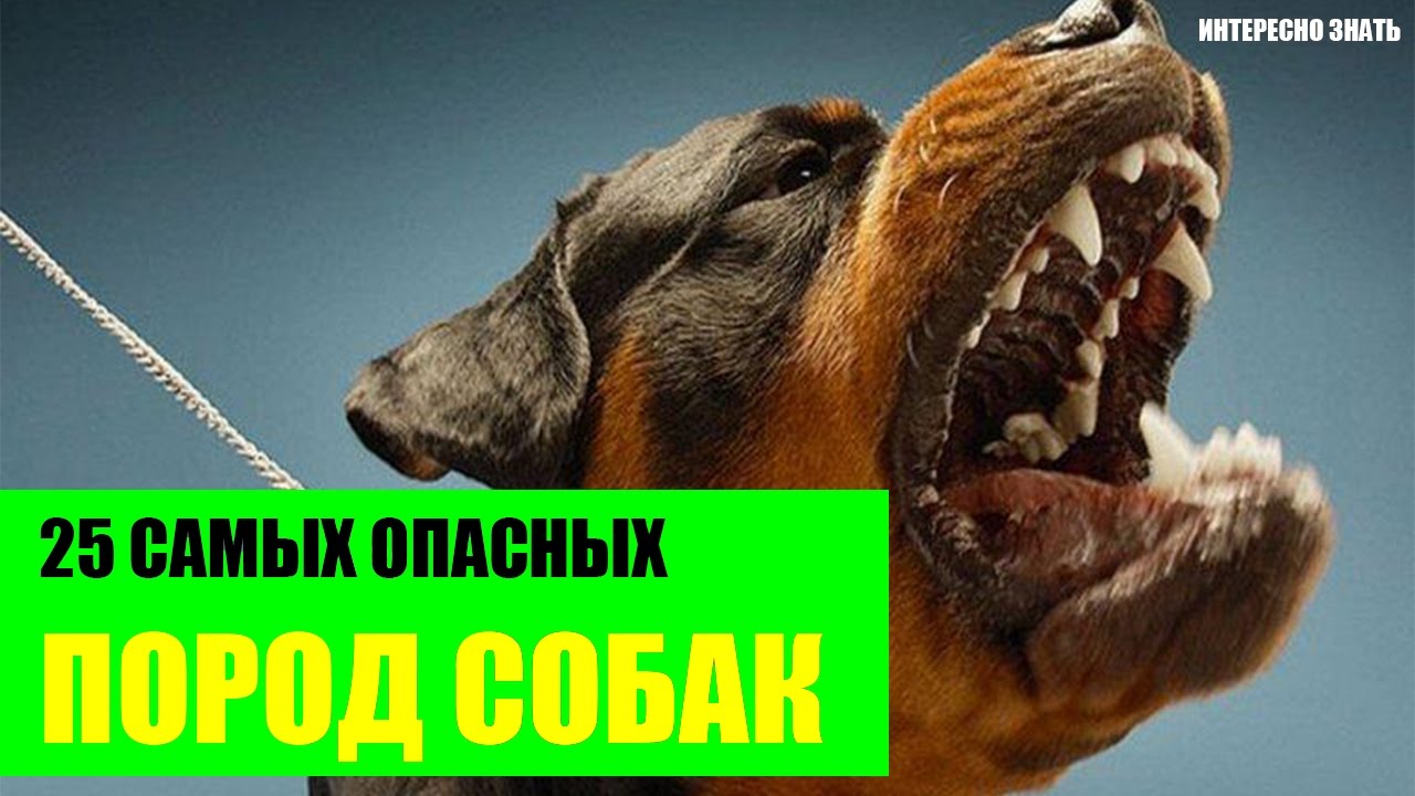 ТОП-25 Самых опасных пород собак