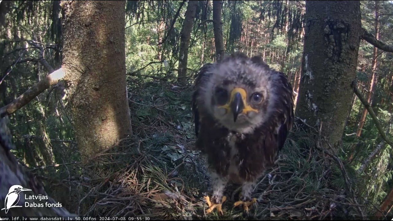 Ievas tuvplāns /Close up of Ieva (Eve) LDF tiešraide Lesser spotted eagle in spruce, Zemgale, Latvia