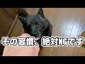 【犬のしつけ】要求吠えを簡単に直すたった1つの習慣