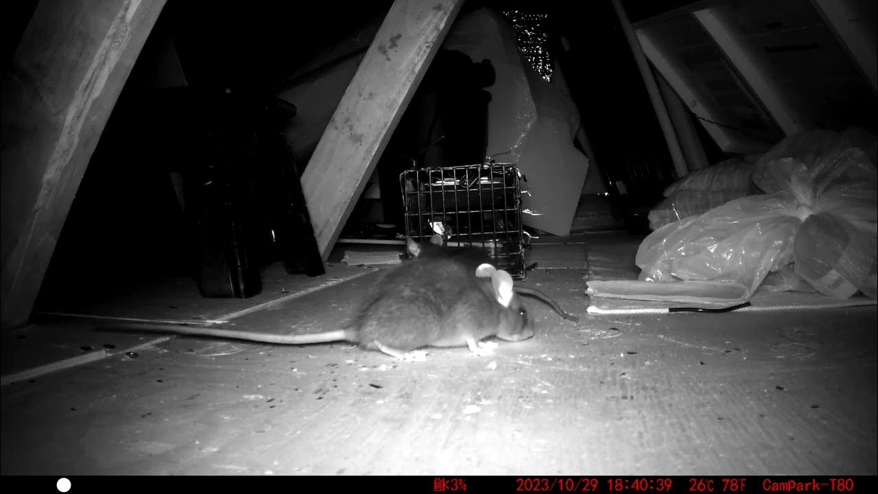 SCARED OF RATS? NONSENSE THEY ARE PERFECTLY FRIGHT FREE! WATCH CLOSELY