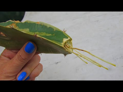 How To Root Dragon Fruit Cactus Cuttings With No Soil Or Water - Hylocereus