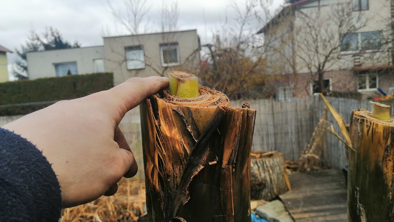 470#. Musa Basjoo w gruncie. - 5 dni po usunięciu okrycia. 28.02.21