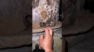 Penampakan Ratu Lebah