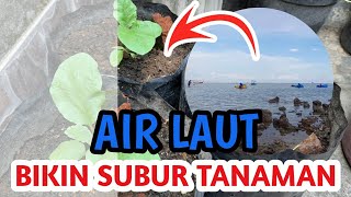 PUPUK DARI AIR LAUT II PUPUK GRATIS SEUMUR HIDUP