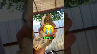 Böyle Saç Kesimi Görmediniz Dostluk İçin Her Şeyi Göze Aldılar