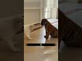 He Picked the Wrong Animal To Mess With🐕🐅 #shorts
