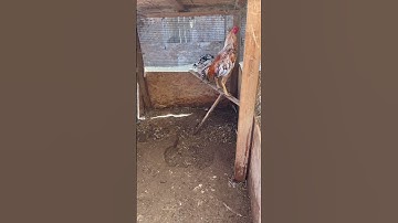 White drummer 4x show with superfly