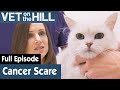 🐱 Old Cat's Stomach Lump Could Be Cancer | FULL EPISODE | S02E13 | Vet On The Hill
