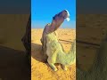 Camel Breeding Process Explained | Real Desert Life in Saudi Arabia 🐪🏜️