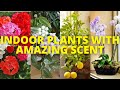 10 indoor plants that smell good  10 fragrant indoor plants that make home aromatic