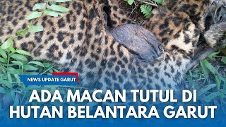 Download Lagu BANGKAI Macan Tutul di Hutan Belum Terjamah di Garut, Terjerat Kawat Babi: Bulunya Begitu Fantastis MP3 Download Lagu BANGKAI Macan Tutul di Hutan Belum Terjamah di Garut, Terjerat Kawat Babi: Bulunya Begitu Fantastis MP3
