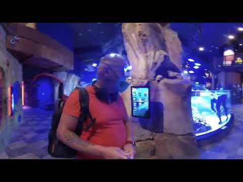 Дубаи360/Путевые Заметки – Dubai Aquarium & Underwater Zoo в режиме 360, часть 2 – подводный зоопарк