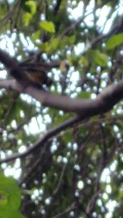 【Miracle 0004750000】cute little bird