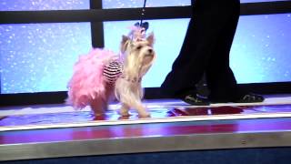 Stacy Pet Design Fashion Show