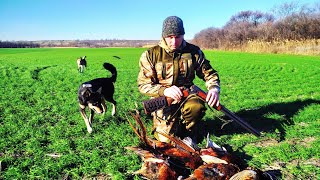 КАК ОХОТЯТСЯ  МУЖИКИ В ДЕРЕВНЕ ! ОХОТА НА ФАЗАНА . ОХОТА С ЛАЙКАМИ НА  ФАЗАНА.Pheasant Hunting !