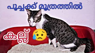 cat urinary problems. പൂച്ചക്ക് മൂത്രത്തിൽ കല്ല് ☹️@Cats_world2 by cats world 2,372 views 1 year ago 11 minutes, 52 seconds