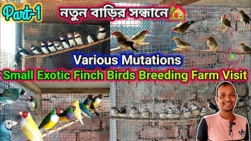 Gouldian/Owl/Star/Bengalese Finch/Diamond Sparrow Birds Breeding Farm Setup Visit||KUILA For EVER