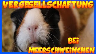 🐹 10 einfache aber wichtige Punkte zur Vergesellschaftung und Cookie zieht ein 🐹