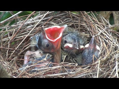 Video: Yabani Kuşlar Nasıl Beslenir (Resimlerle)