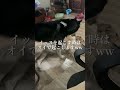 シベリアンハスキーってこんな可愛いんwwwww