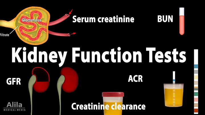 Kidney Function Tests, Animation - DayDayNews