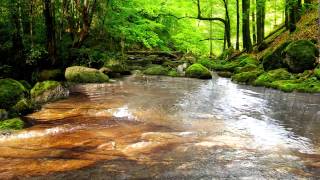 Relaxing Sounds of Water Stream 60mins (The Sounds of Nature)