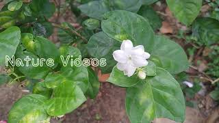 Jasmine Flower Swaying By Wind | Kerala | Nature Videos