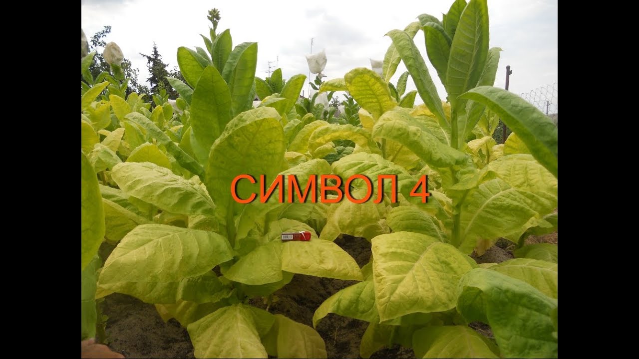 Табак Символ 4