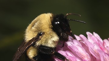 Bumble Bee Megatransect Training Video