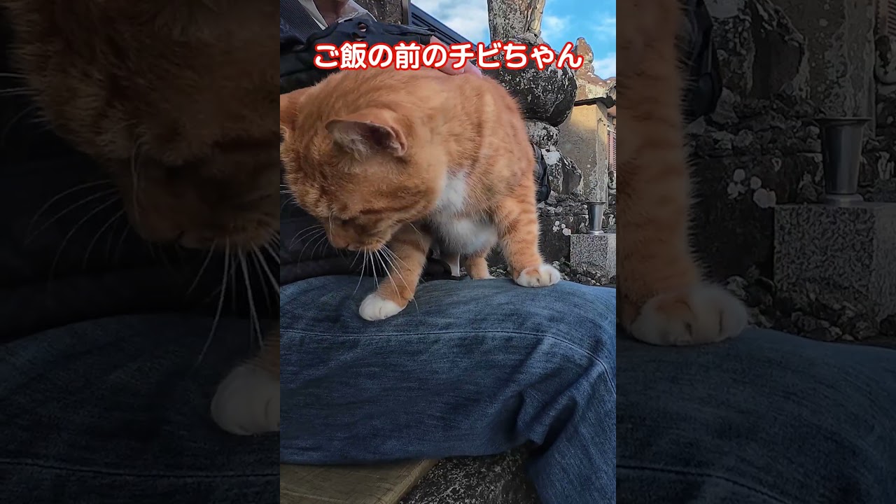 チビちゃん様　おまとめ YouTube