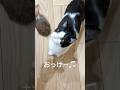 完全に返事してる猫 #猫 #cat #かわいい