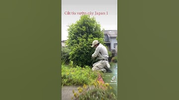 Công việc tts tại Nhật- cắt tỉa cây cảnh Nhật bản