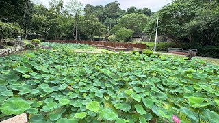 台北至德園故宮博物院隔壁就可以賞荷花蓮花交通便利免費參觀 