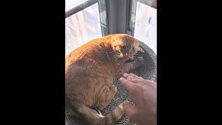 Cat:sorry,we’re not that familiar yet!#cat #funnycat #cats #funnyvideo #fyp #shorts