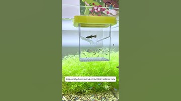 Hộp cách ly an toàn cho cá mái và cá nhỏ | Fish isolation tank #aquatic #shorts