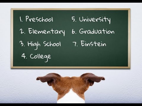 zak-george’s-dog-training-revolution---3-easy-things-to-teach-your-new-puppy!---zak-george