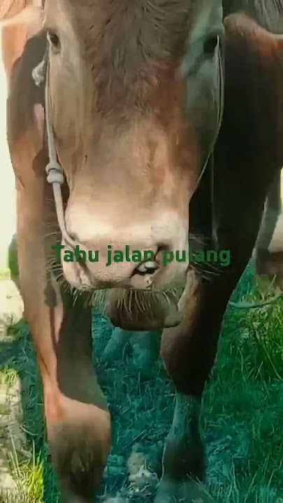 lembu limozin