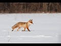 Polowanie na Lisa fox hunting calling predators. 2/2020