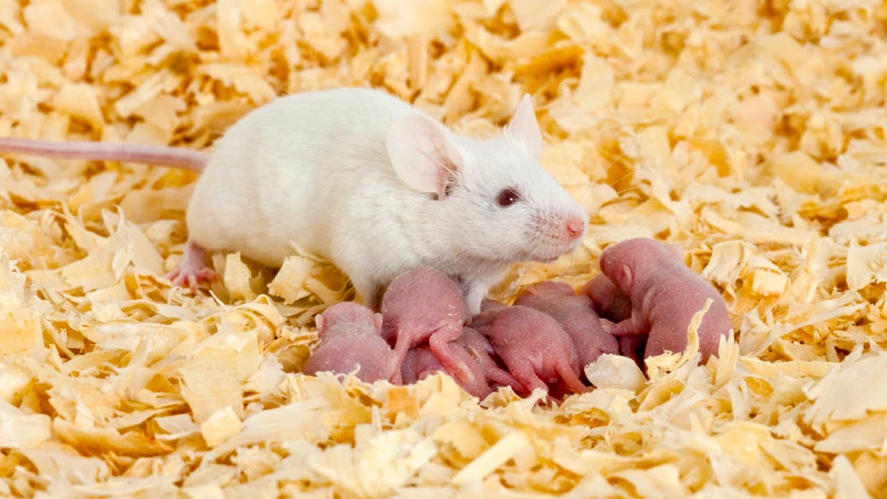 Домашние белые мыши. Белая мышь. Декоративные мыши. Мышь домашняя декоративная. Крыса с крысятами.