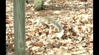 squirrel dating courtship drama by Robin Shumate Art 20 views 2 months ago 2 minutes, 52 seconds