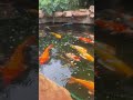 #beautiful #fish