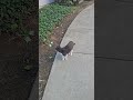 6/25/26 cat walk part 1 walk on by 🐈‍⬛🚶‍♀️🎶