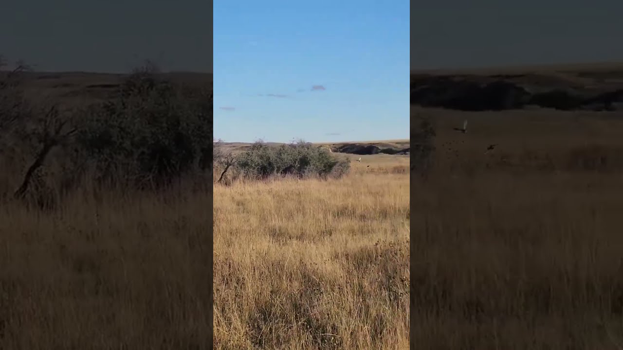 Hungarian Partridge Hunting Montana Upland Birddog