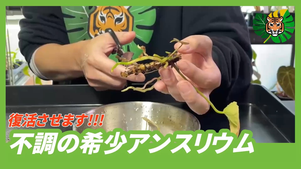 【アンスリウム】根腐れしていたサンダーボルトがセミハイドロで復活してきたので、用土に植替えしついでに株分けしました
