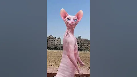Video 8436321: kitten sphynx catlover, sphynx funny catlover kitten, sphynx cats catlovers, funny kitten sphynx explore, sphynx funnycat, cute sphynx dance, enjoy sphynx