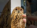 フクロウのにらみつける→こうかはばつぐんだ!(〇v〇) #shorts