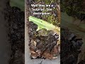 New baby isopods. See description.